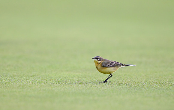 Yellow Wagtail