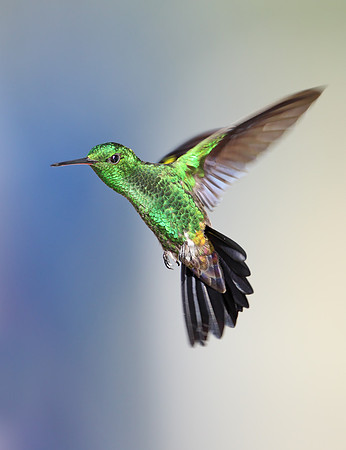 Copper-rumped Hummingbird