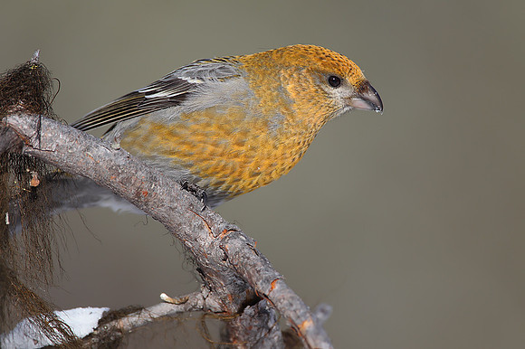Pine Grosbeak