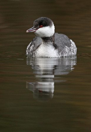 Slavonian Grebe