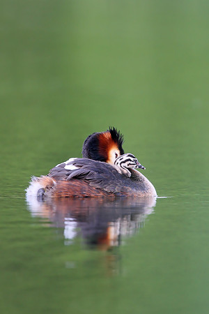 Great Crested Grebe