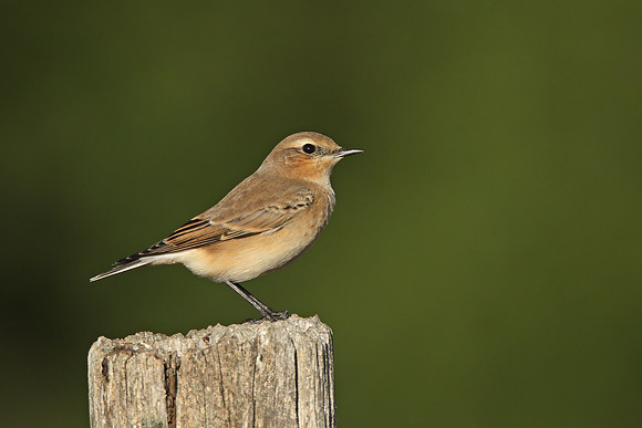 Northern Wheatear