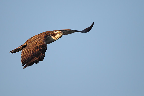 Osprey