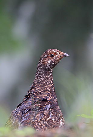 Sooty Grouse