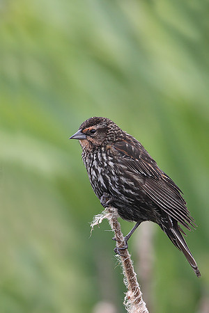 ​Red-winged Blackbird