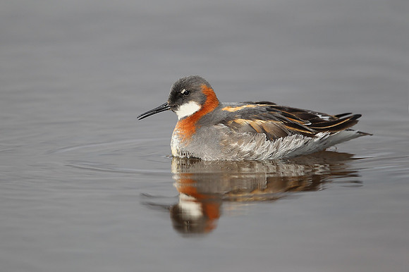 Red-necked Phalarope