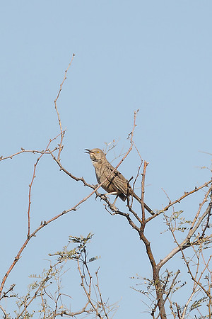 Bendire's Thrasher