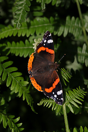 Red Admiral