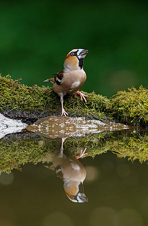 Hawfinch