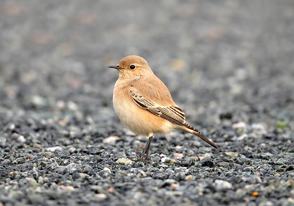 Desert Wheatear