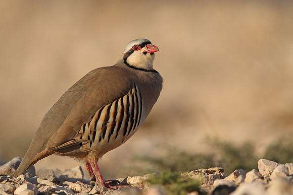 Chukar