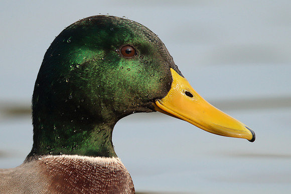 Mallard