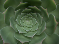 Aeonium