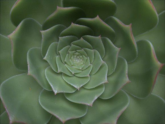 Aeonium