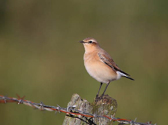 Northern Wheatear