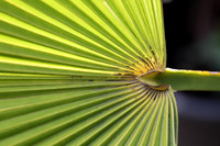 Palm Leaf