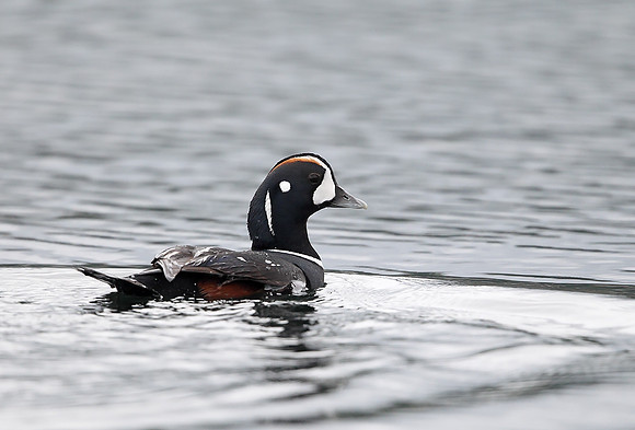 Harlequin Duck