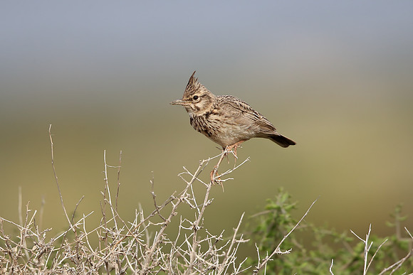 Crested Lark
