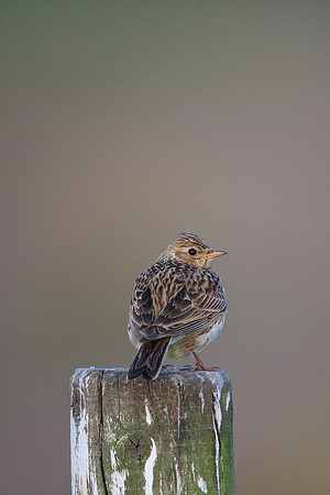 Skylark