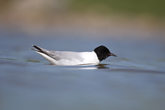 Little Gull