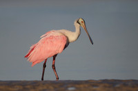 Roseate Spoonbill