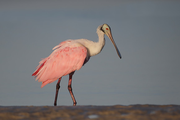 Roseate Spoonbill