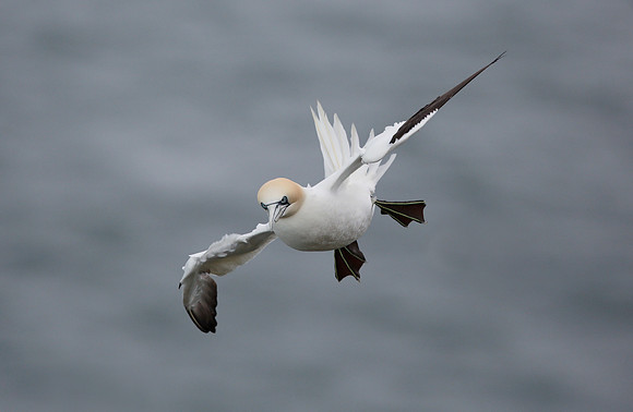 Gannet