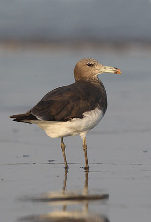 Sooty Gull