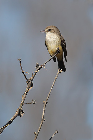 Vermilion Flycatcher