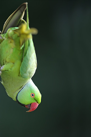 Ring-necked Parakeet