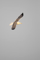 Heuglin's Gull