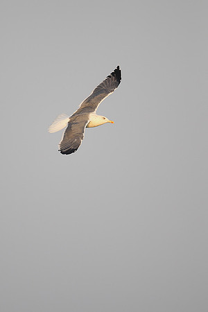 Heuglin's Gull