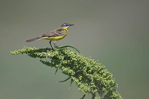 Yellow Wagtail