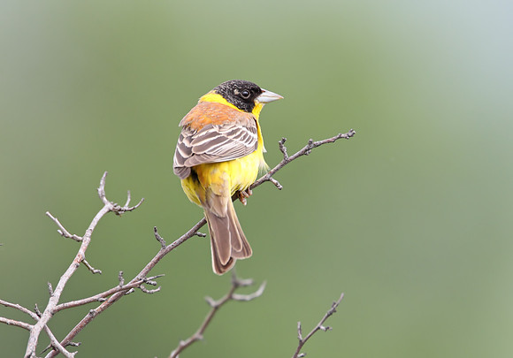 Black-headed Bunting