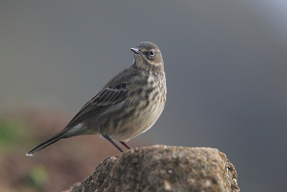 Rock Pipit
