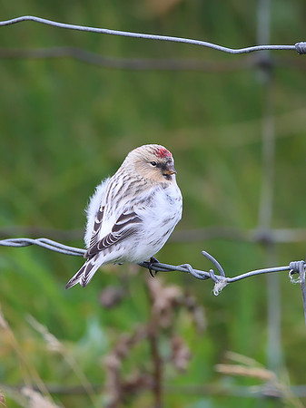 Hornemann's Arctic Redpoll