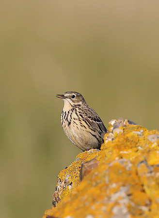 Meadow Pipit