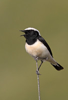 Cyprus Wheatear