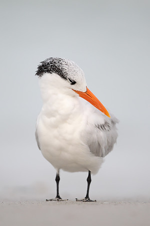 Royal Tern