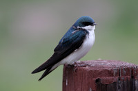 Tree Swallow