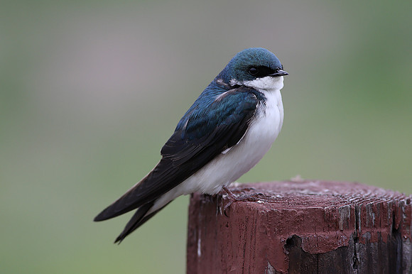Tree Swallow
