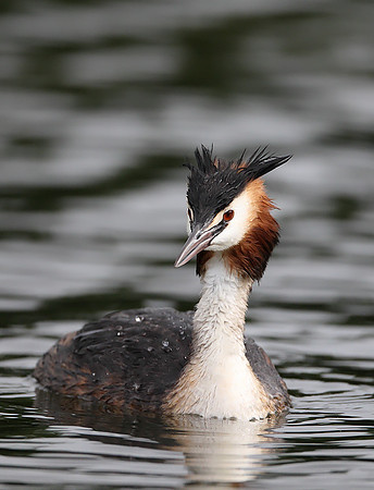 Great Crested Grebe
