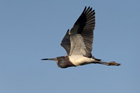 Tricolored Heron
