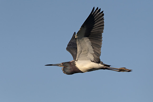 Tricolored Heron