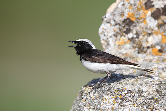 Pied Wheatear