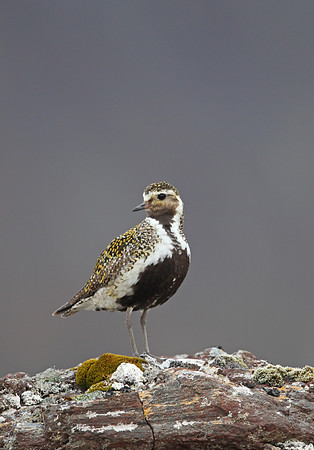 Golden Plover