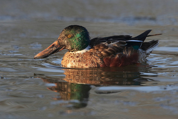 Shoveler