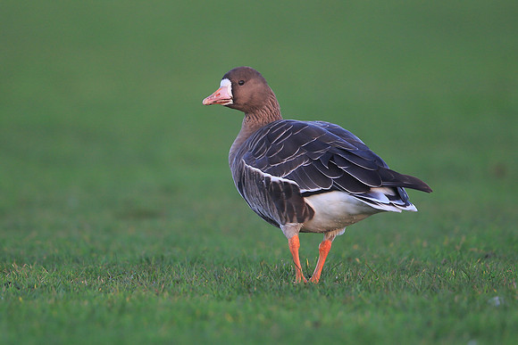 White-fronted Goose