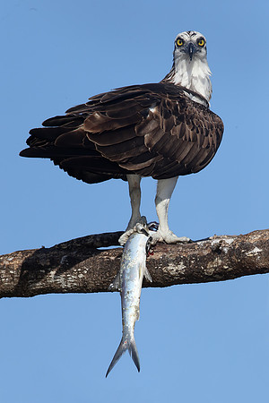 Osprey