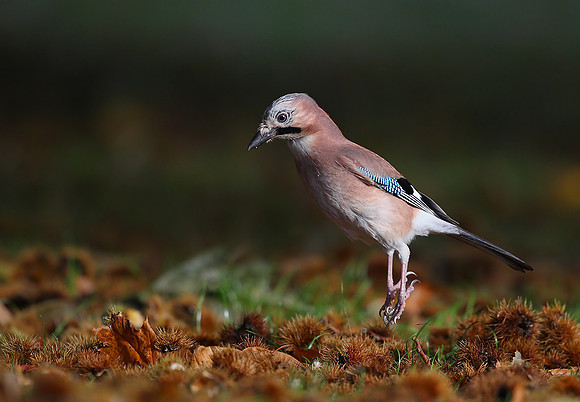 Jay